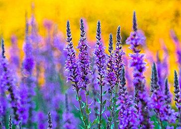 Switch版《龙珠Z卡卡罗特》战斗介绍宣传片 特典内容公布